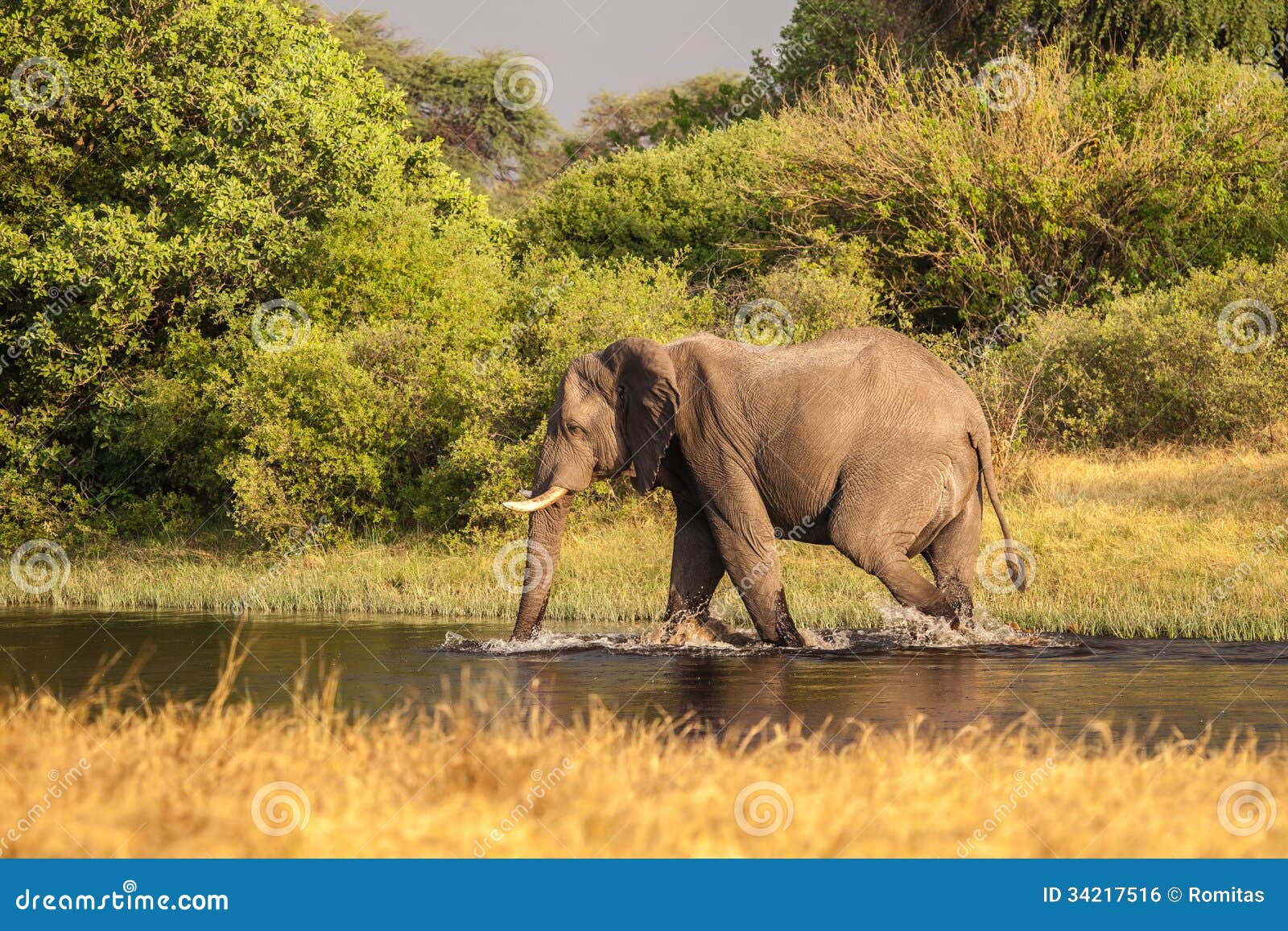 African Elephant Walks in the River Stock Photo Image of small, game 34217516