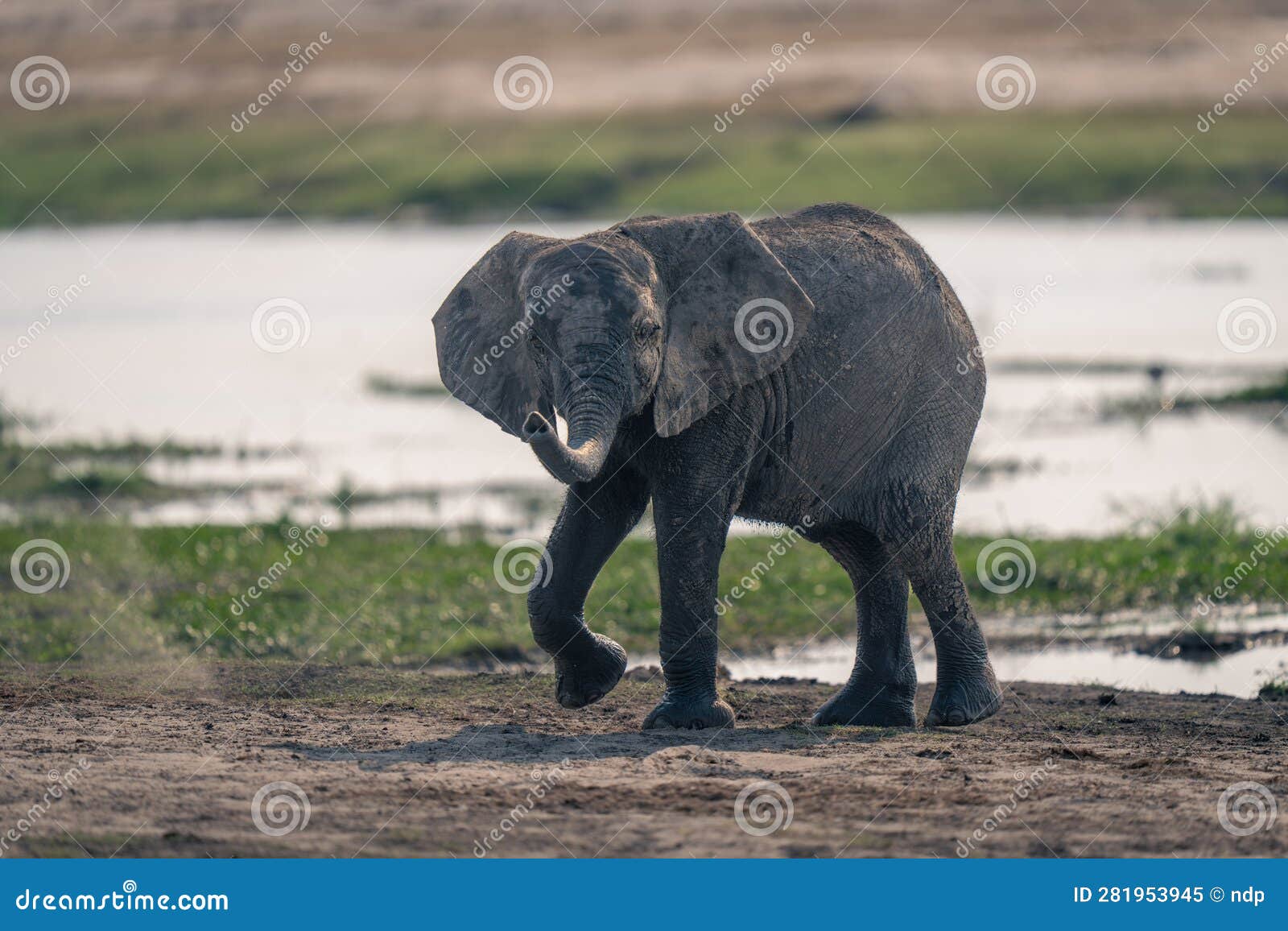African Elephant Walks by River Lifting Foot Stock Image Image of national, nature 281953945
