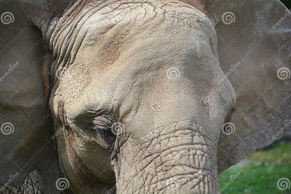 African Elephants are Elephants of the Genus Loxodonta. Stock Photo