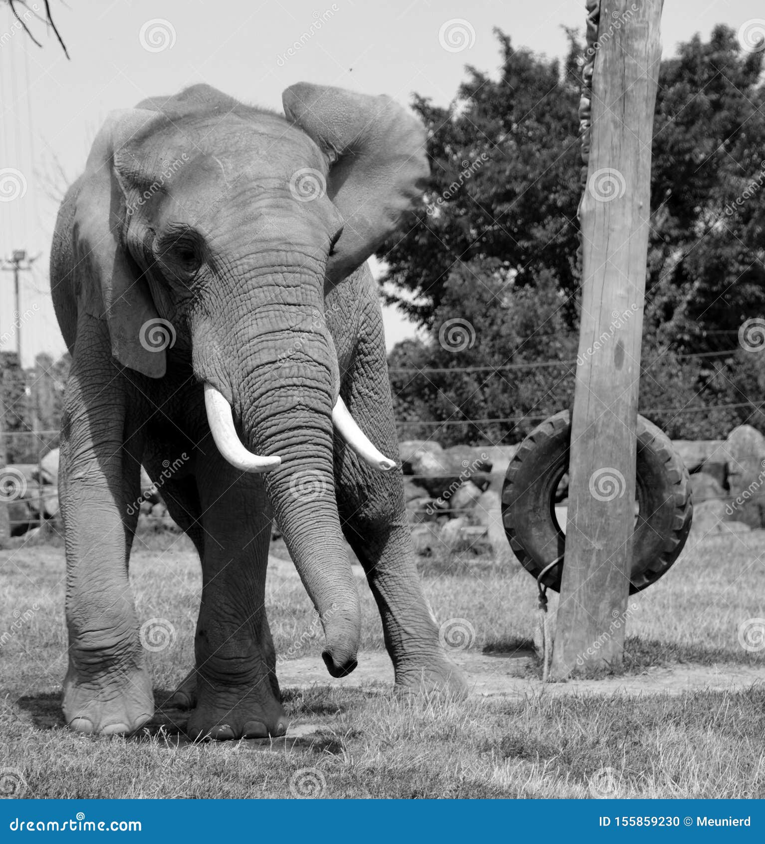 African Elephants are Elephants of the Genus Loxodonta. Stock Photo