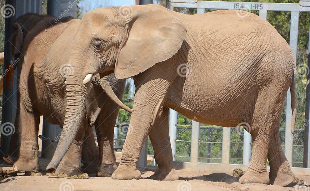 African Elephants are Elephants of the Genus Loxodonta. Stock Photo
