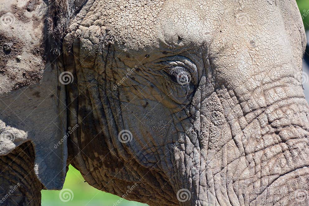 African Elephants are Elephants of the Genus Loxodonta. the Genus