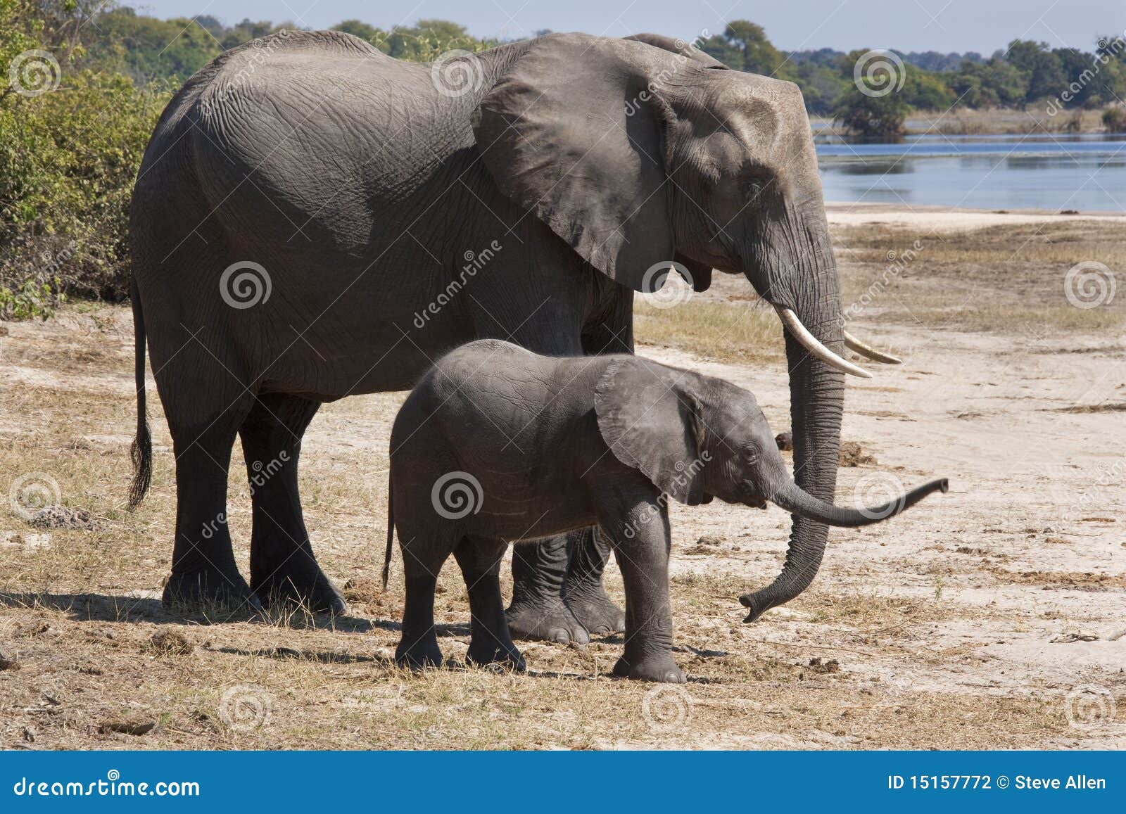 african elephants (loxodonta africana)