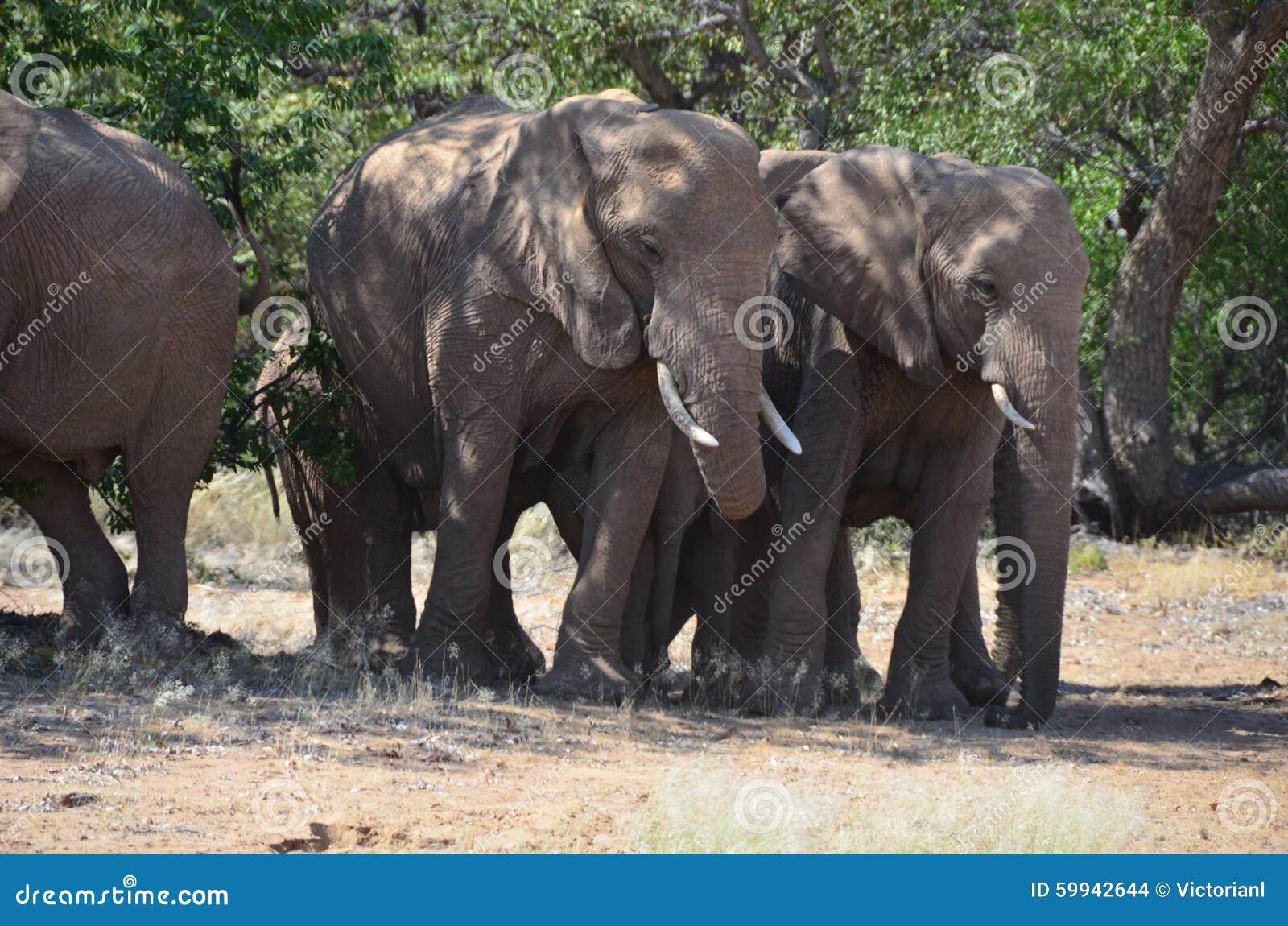 African elephants, Namibia, African continent