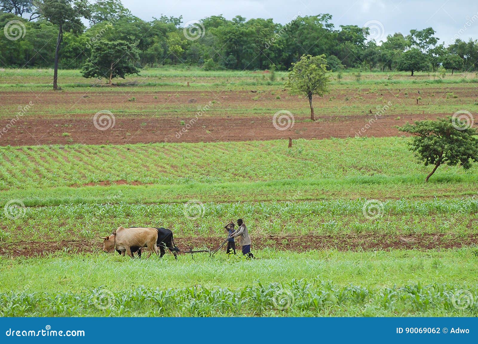 African Farmer Zambia editorial photography. Image of male 90069062