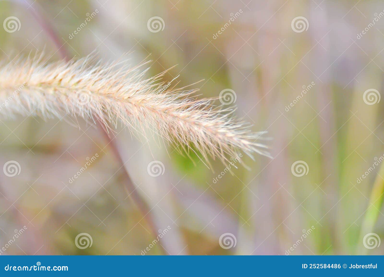 african fountain grass, pink grass or pennisetum polystachyon schult