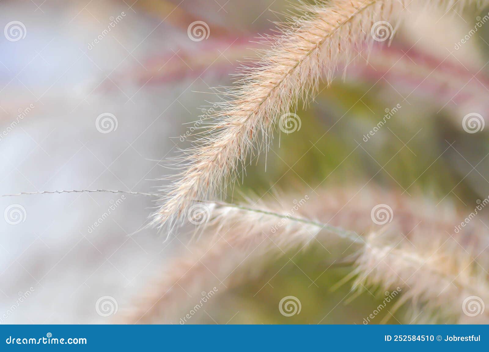 african fountain grass, pink grass or pennisetum polystachyon schult