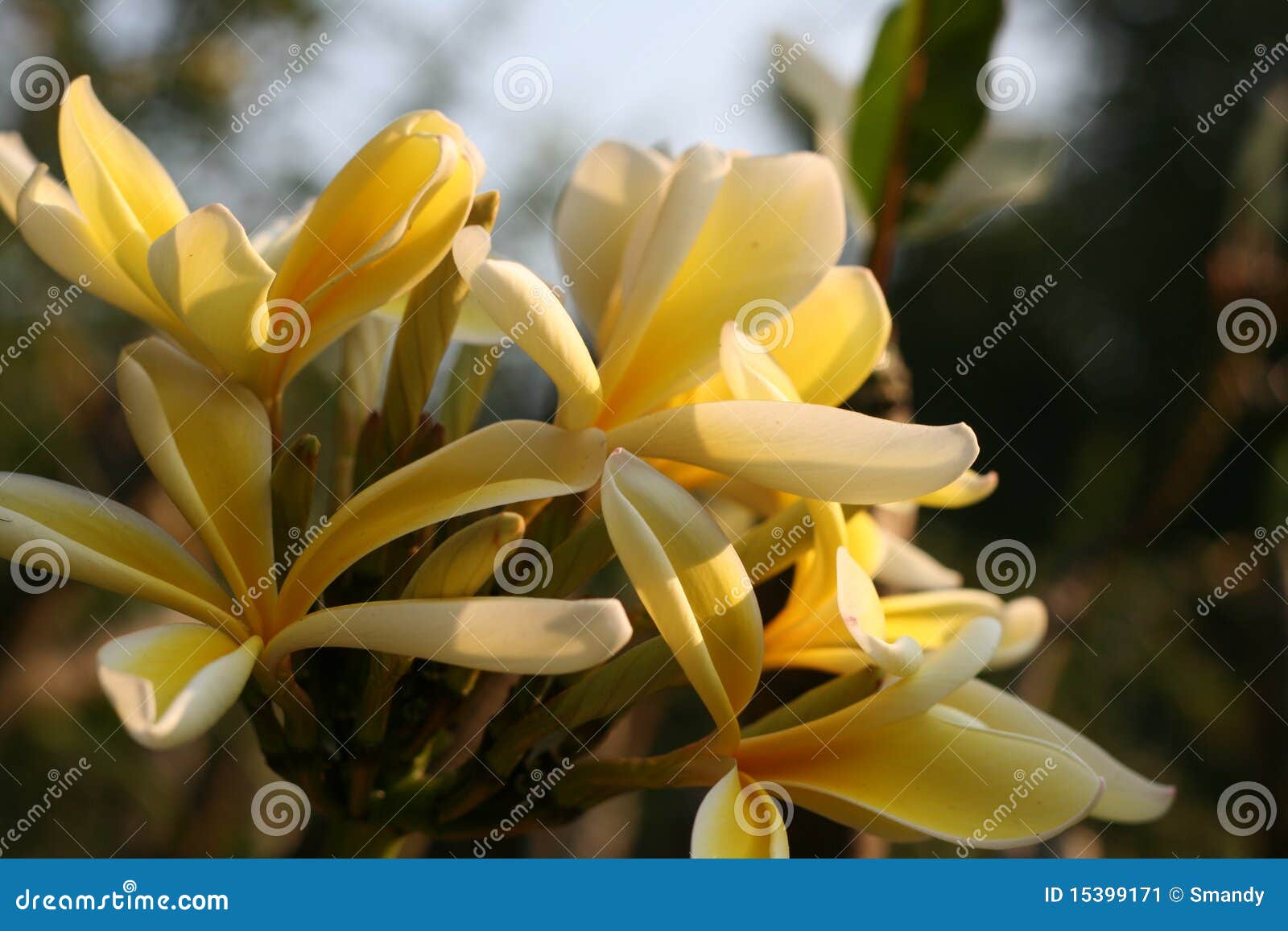 African Frangipani Blooming Stock Image Image of exotic, beautiful