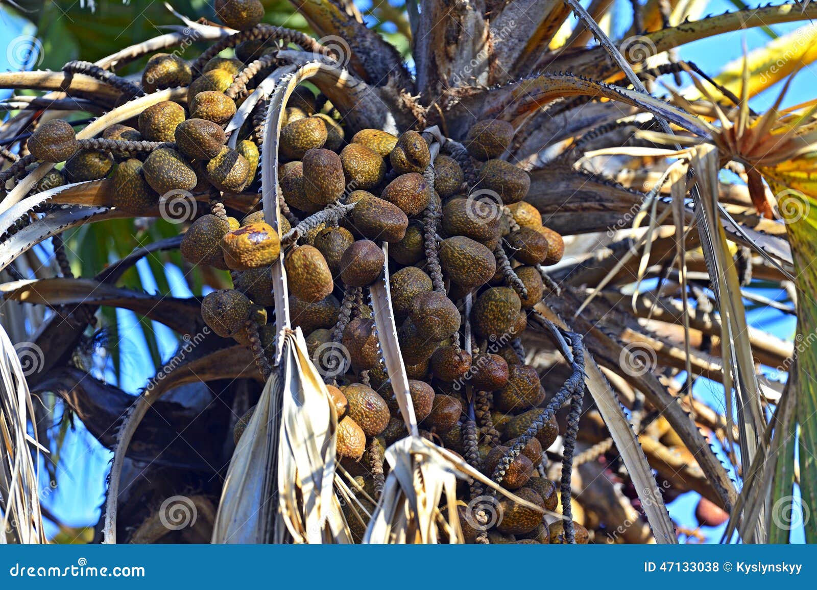 African fruit stock photo. Image of food, flora, fruit 47133038