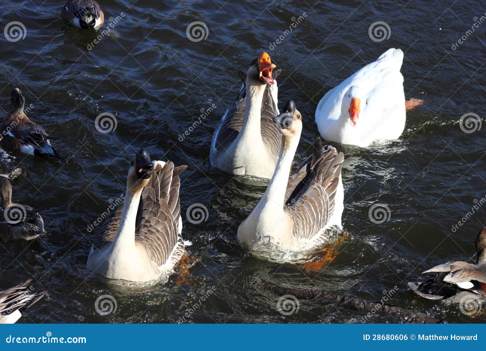 african geese