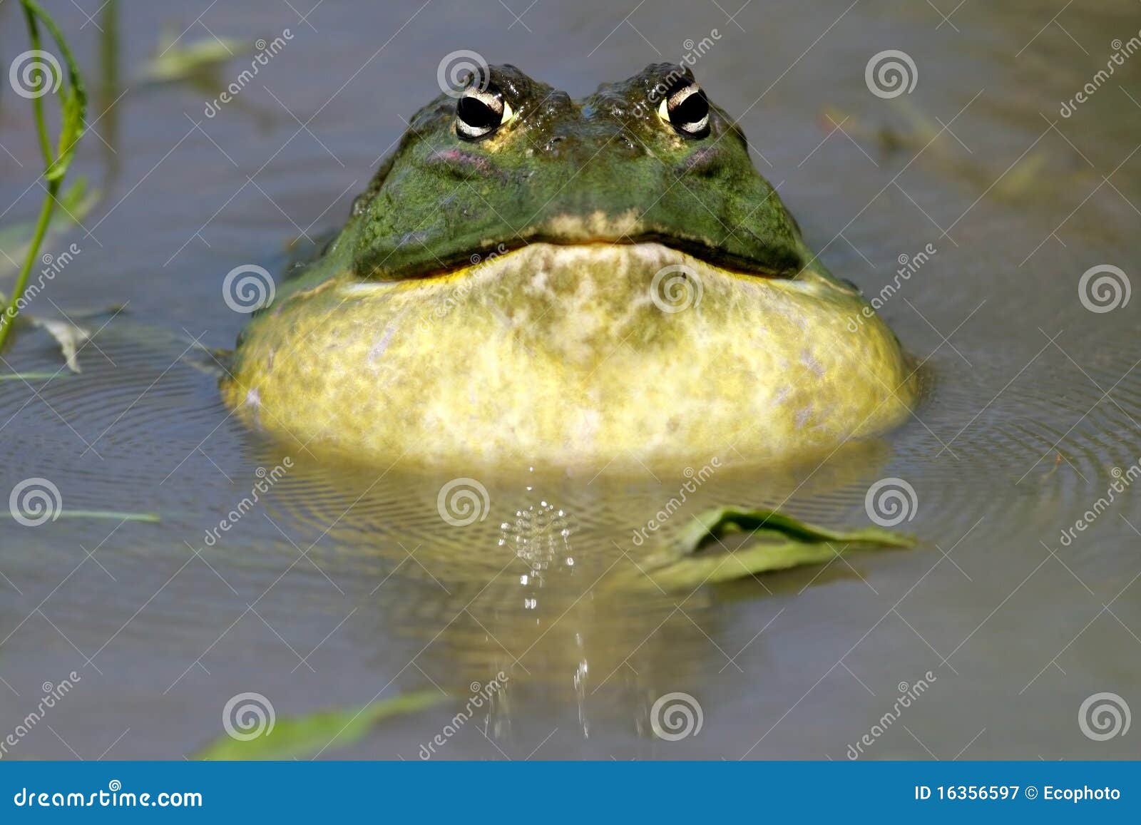 African Giant Bullfrog Royalty-Free Stock Photo | CartoonDealer.com