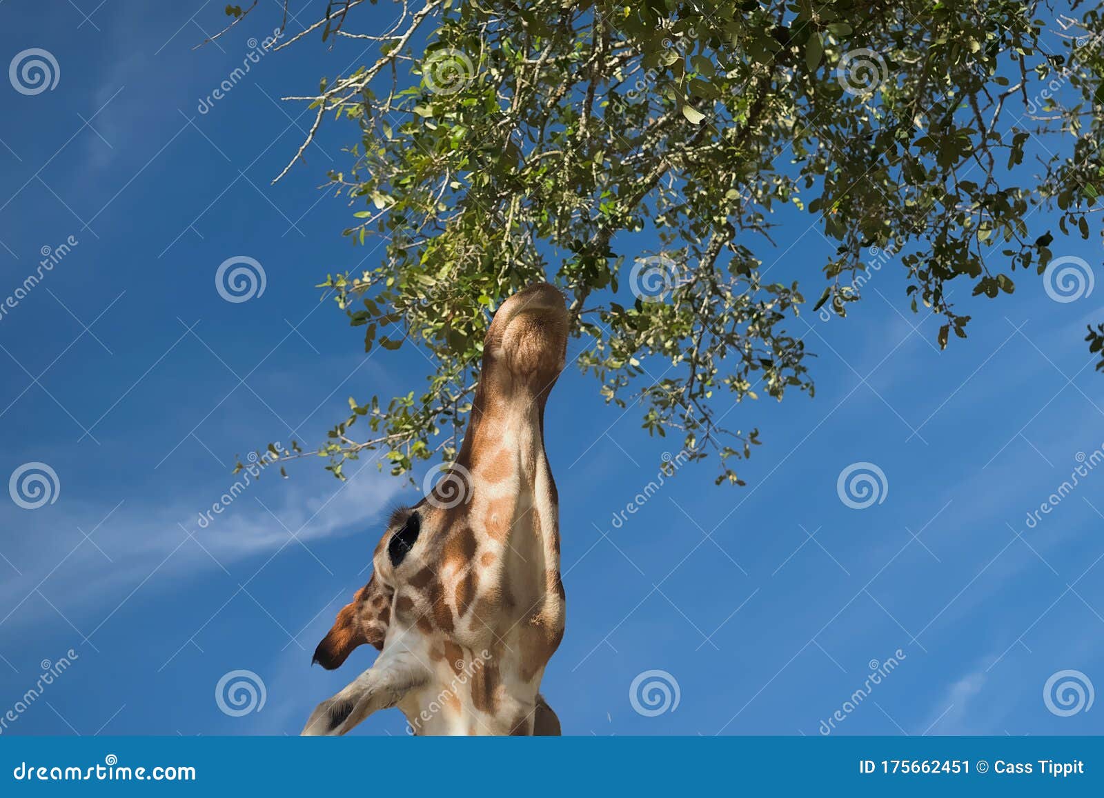 Giraffe, Reaching Up And Eating Leaves From A Tall Tree At Port Lympne