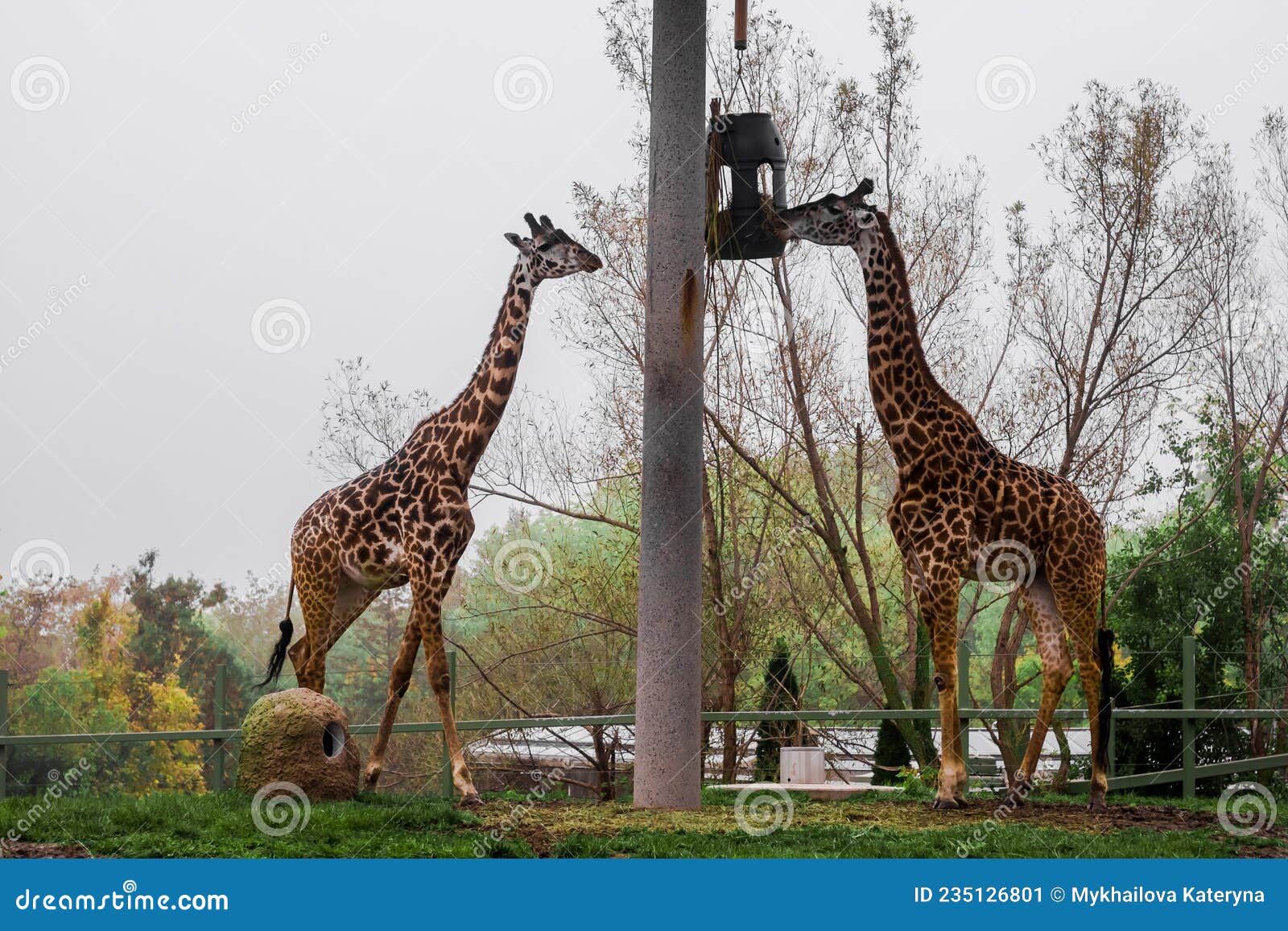 African Giraffes Eat in an Open Enclosure at the Zoo. Wildlife, Mammals