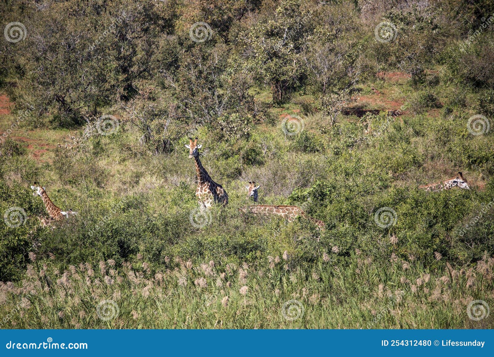 African Giraffes Enjoying the Vegetation of the African Savannah, these