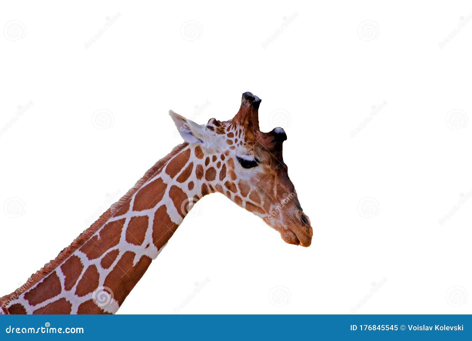 African Giraffes Kepping Safe in Animals Sanctuary - Cervus