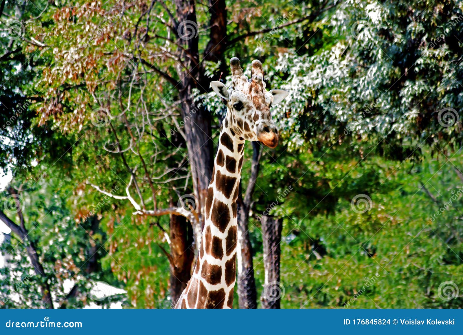 African Giraffes Kepping Safe in Animals Sanctuary - Cervus