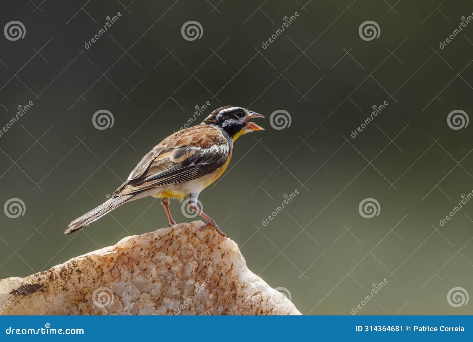 african golden breasted bunting in kruger national park, south africa