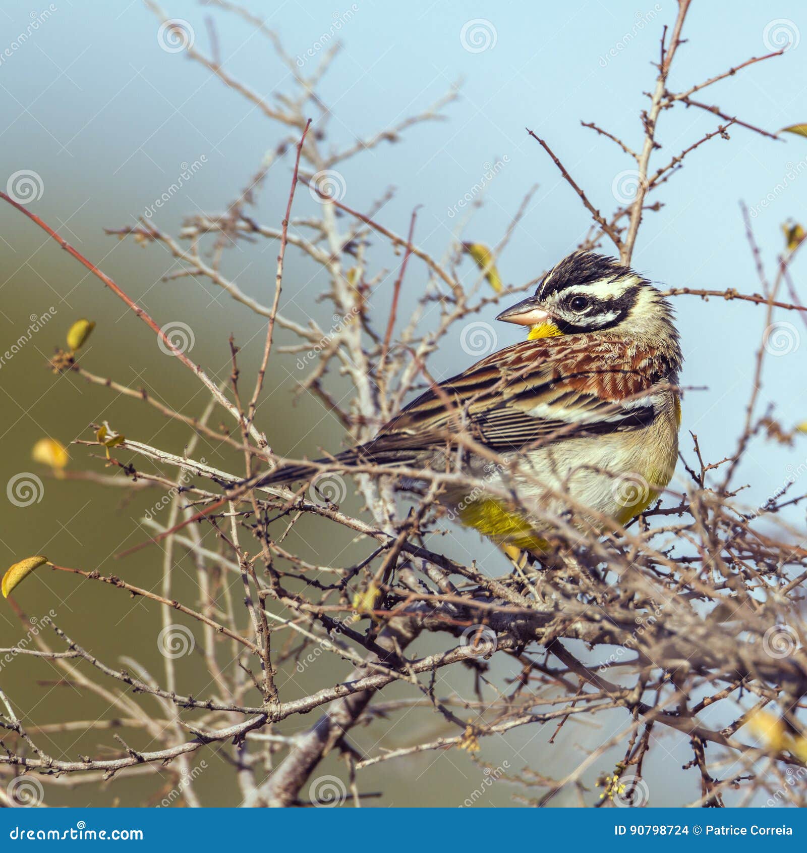 african golden-breasted bunting in kruger national park, south a