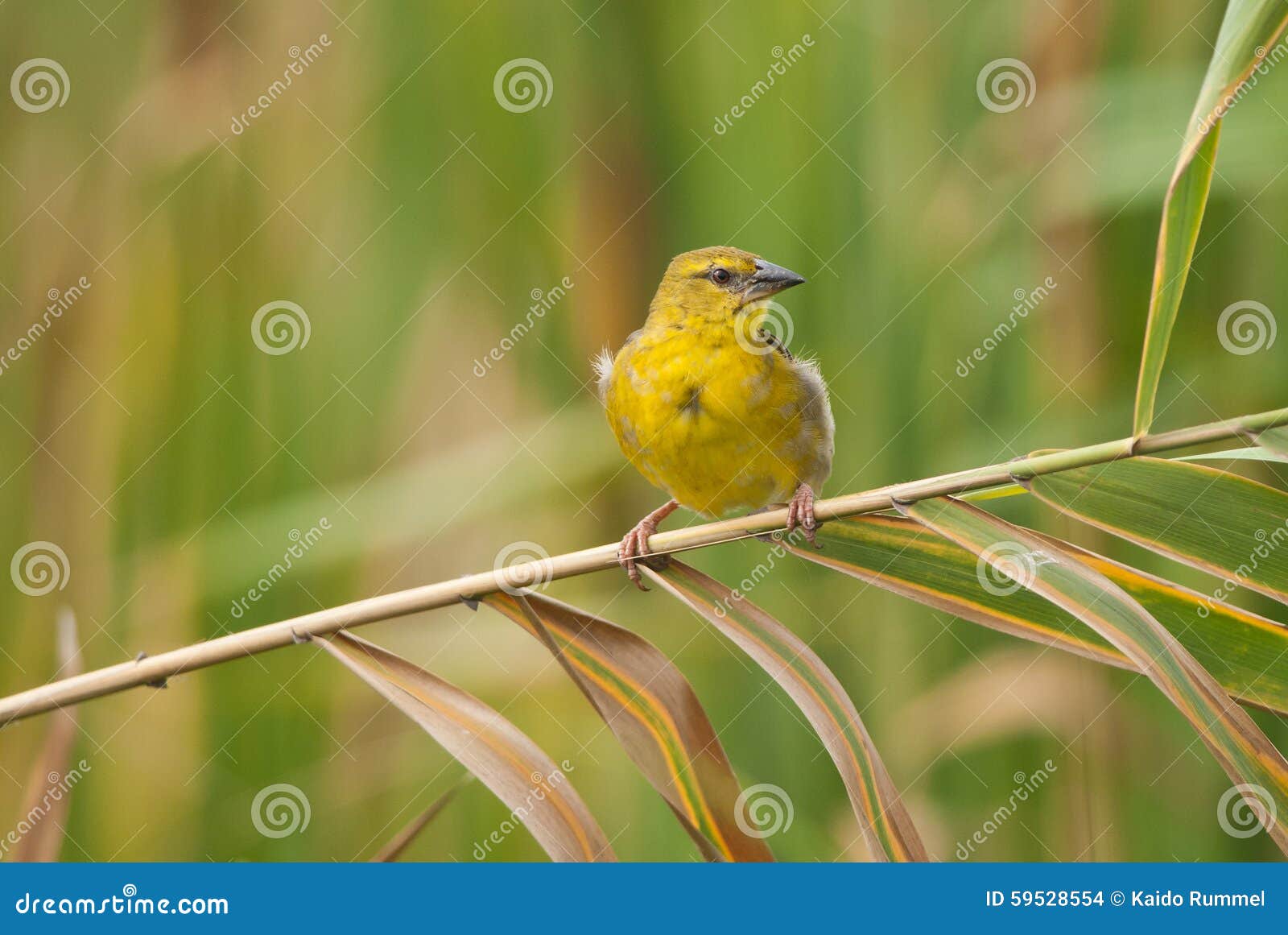 African Golden Weaver stock photo. Image of staring, isolated 59528554