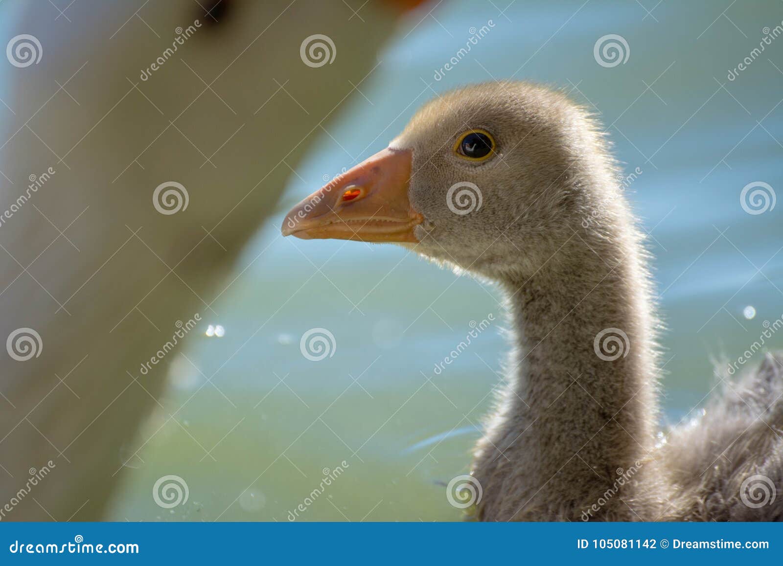 Baby Domestic African Goose Stock Photo - Image of variety, capybara ...