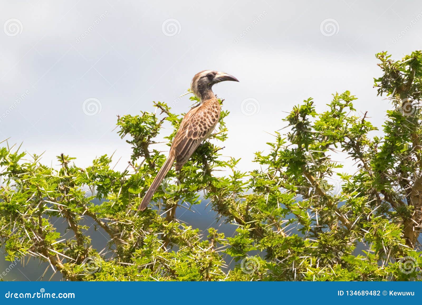 african gray hornbill bird with long curved bill on top of acacia thorn tree at serengeti in tanzania, east africa