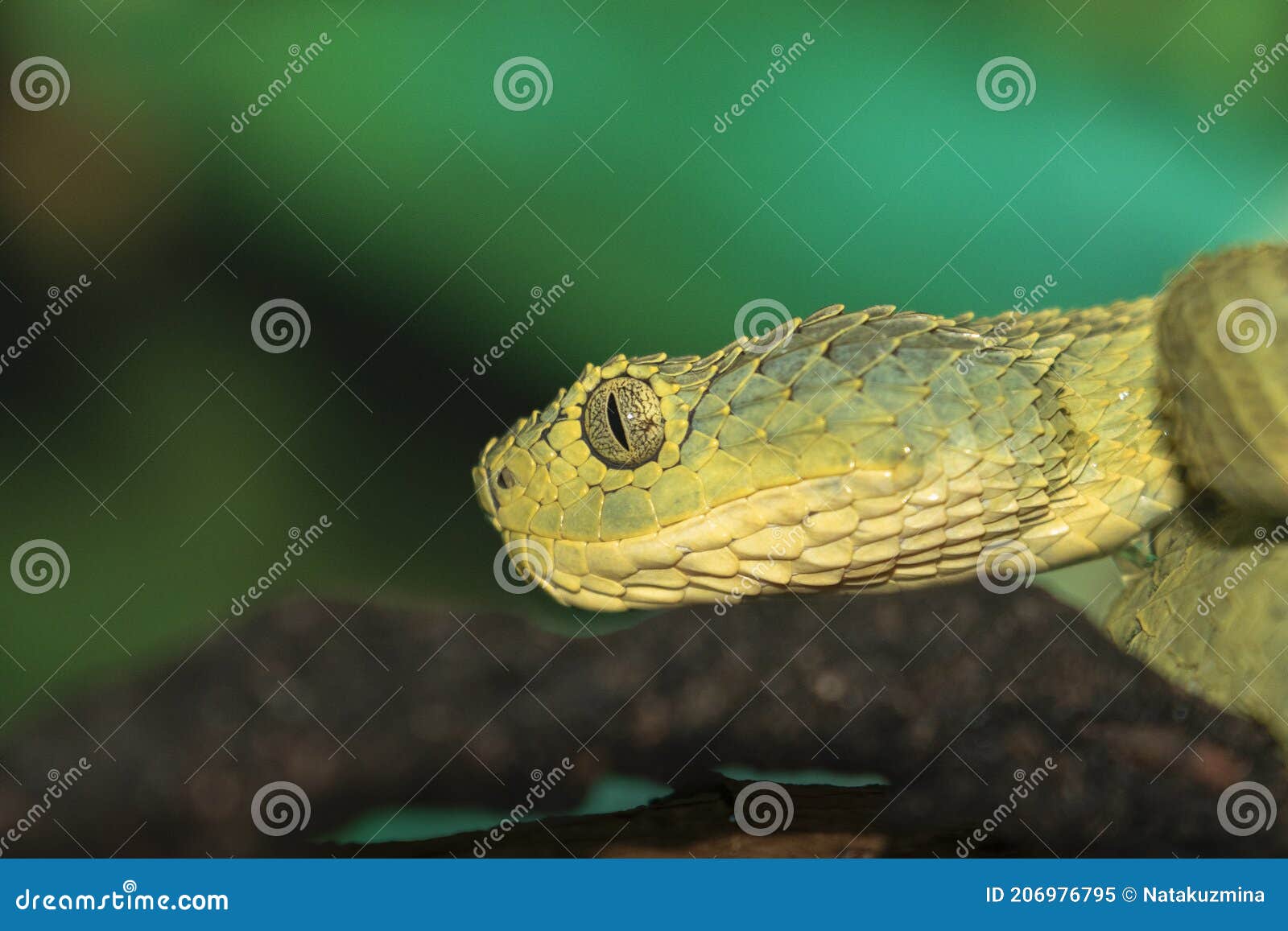 African Green Bush Viper Atheris Squamigera Potrtrait Stock Image - Image  of green, close: 206976795