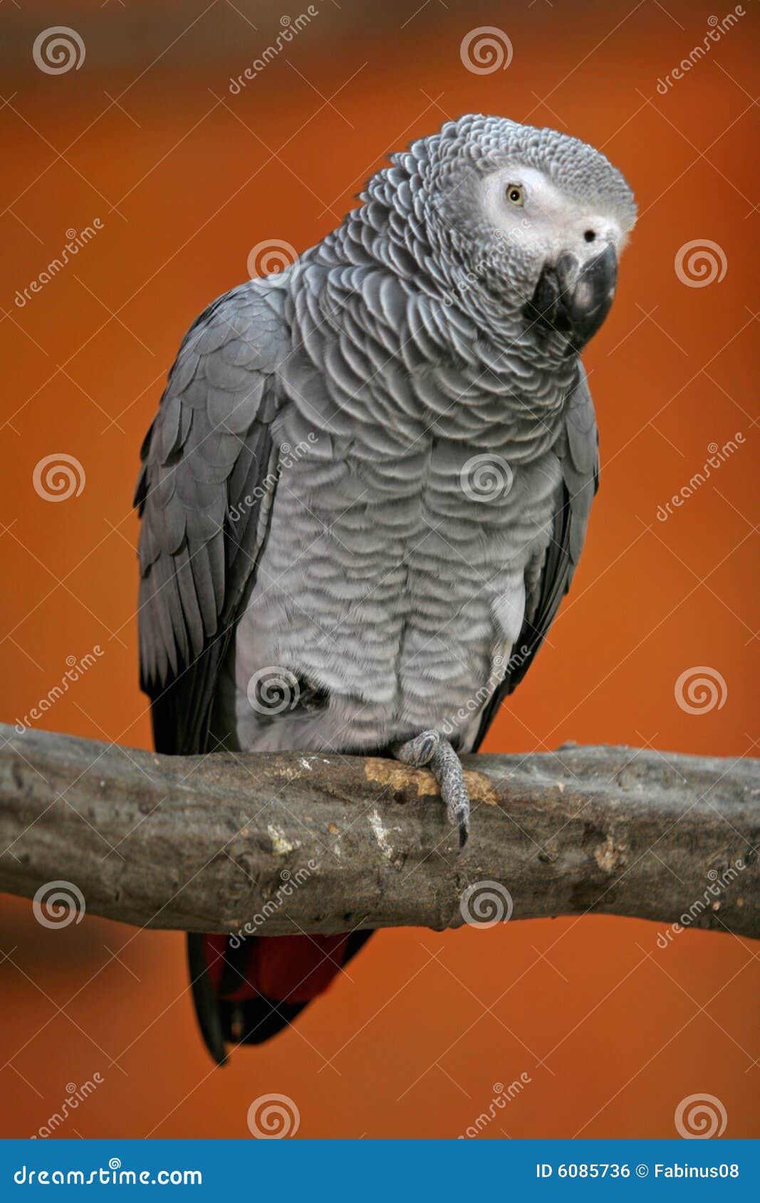 African grey parrot stock photo. Image of feather, wild 6085736
