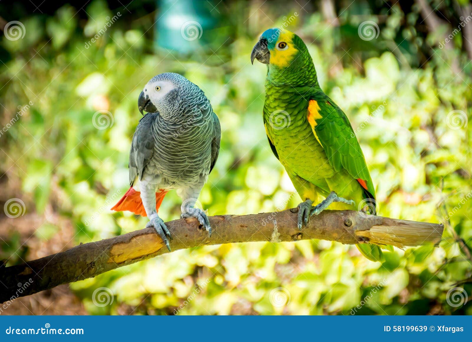 African grey parrot and Blue-fronted amazon perched on a branch