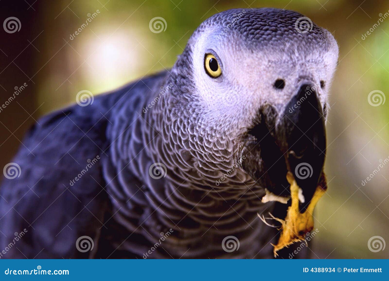 African Grey Parrot Eating stock photo. Image of west 4388934