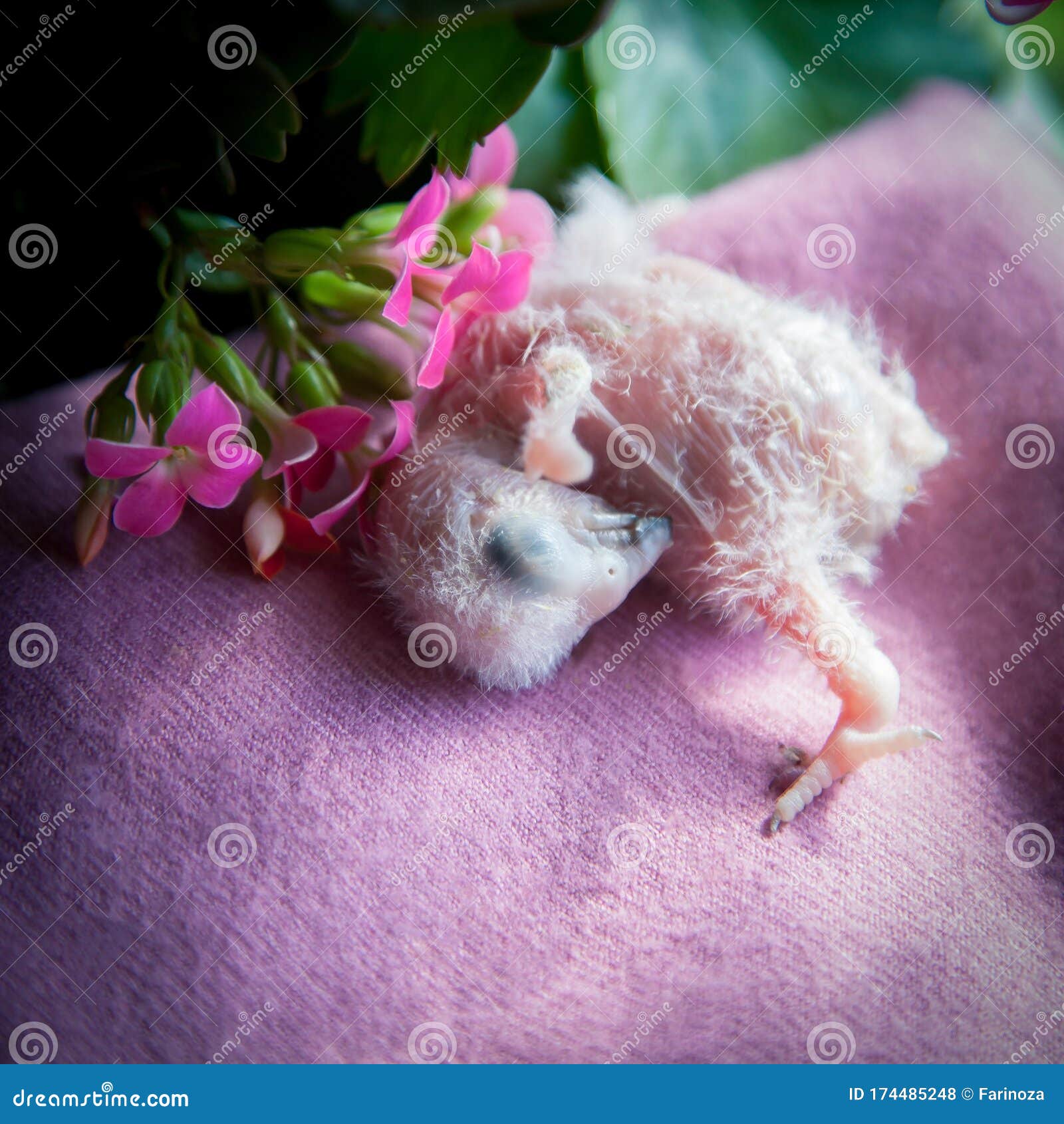timneh african grey parrot  on white