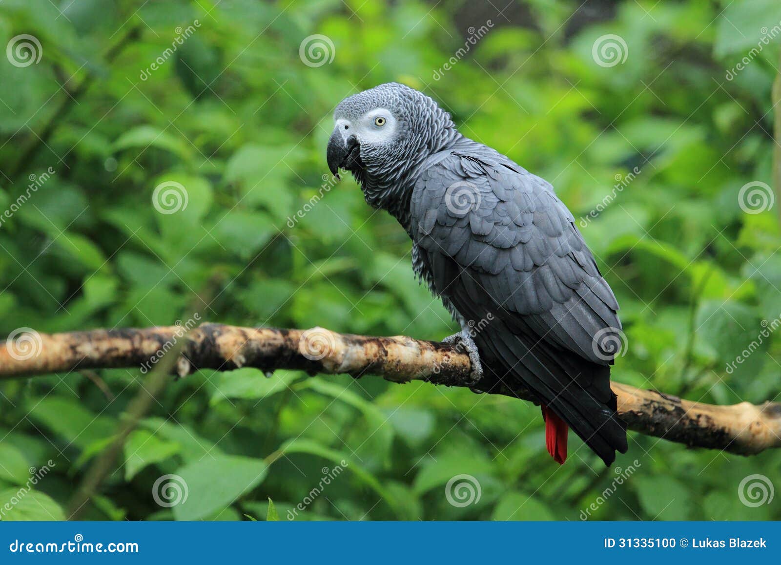 african grey parrot