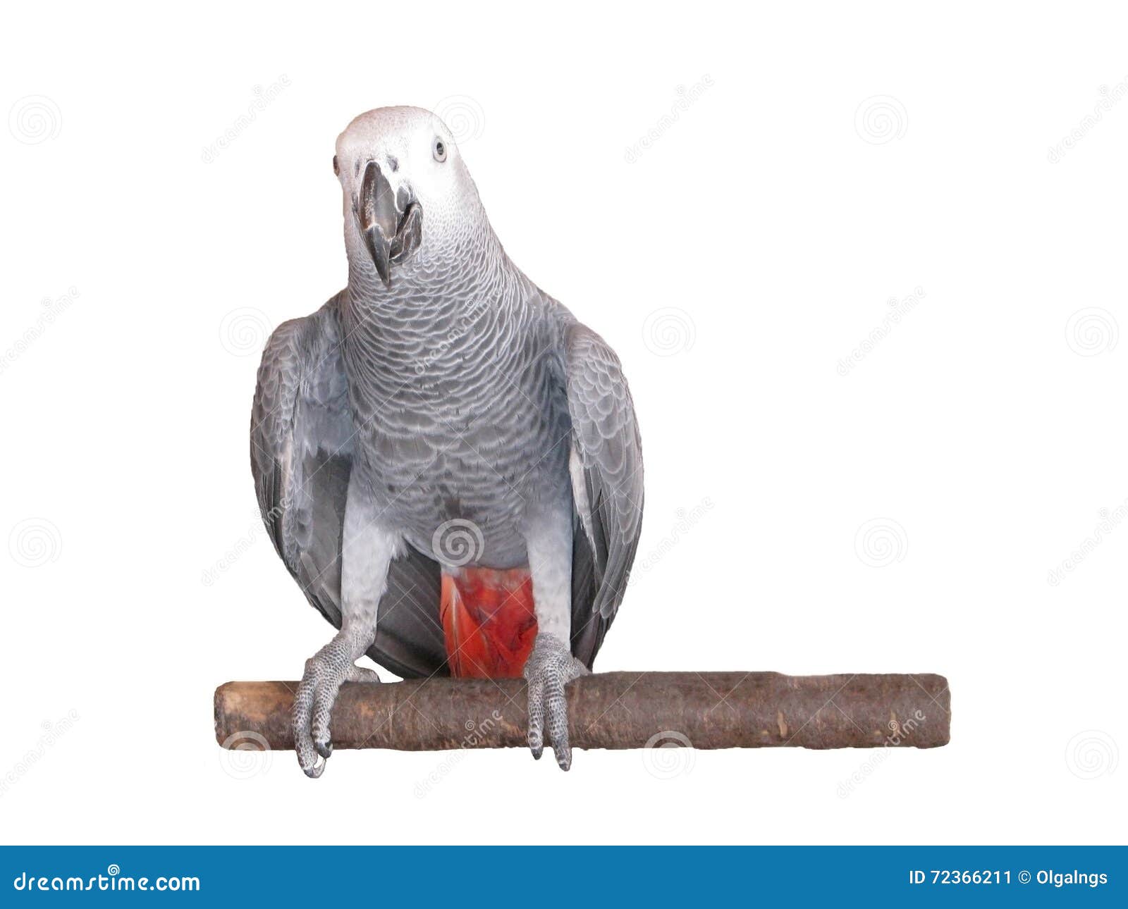 African Grey Parrot on White Background Stock Image Image of