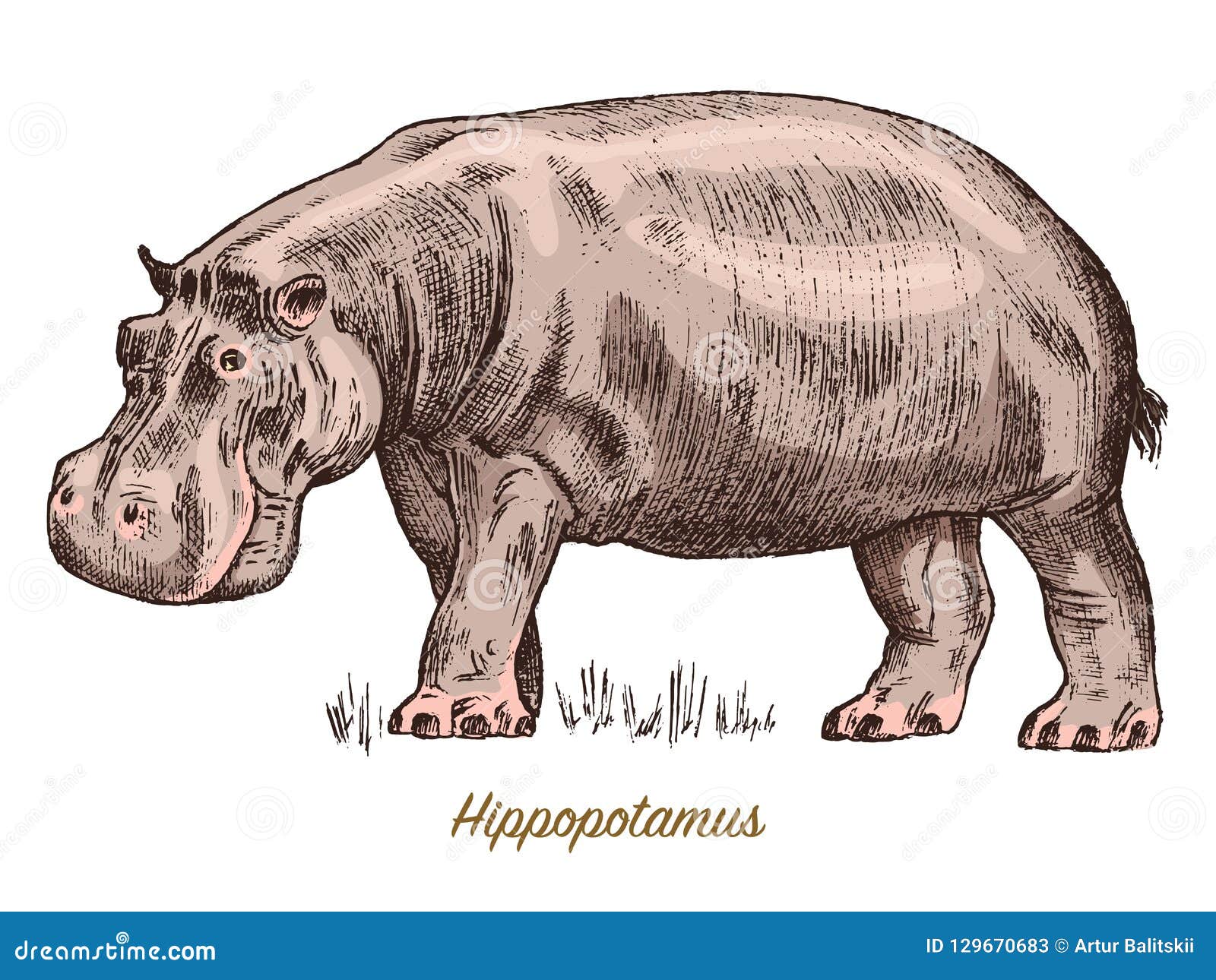 Update more than 221 hippopotamus sketch super hot
