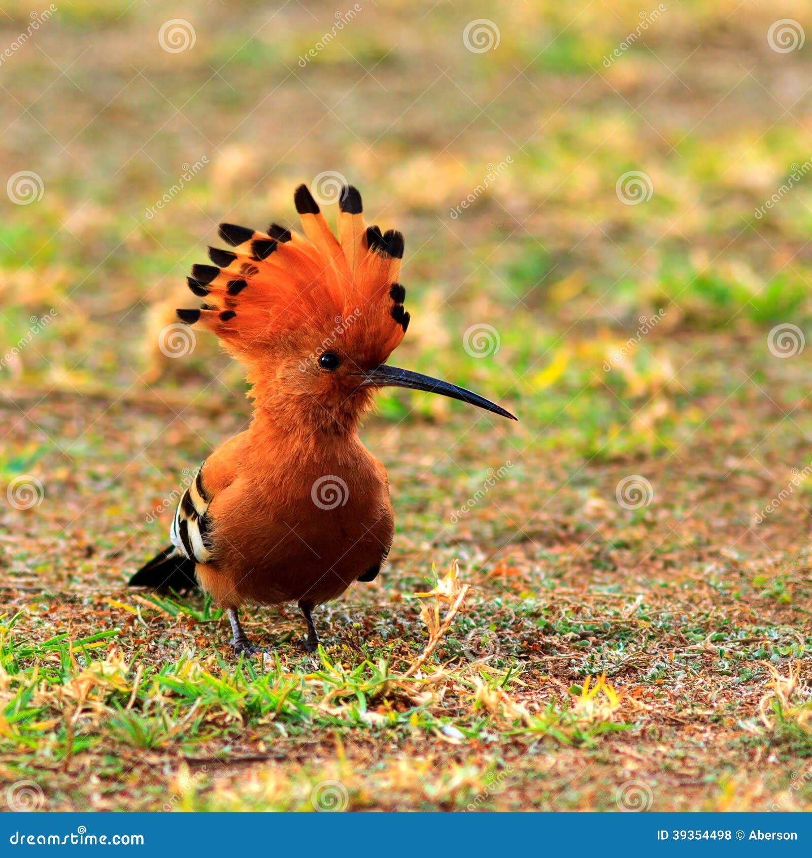 African Hoopoe with Crest Raised Stock Photo Image of brown, upupa