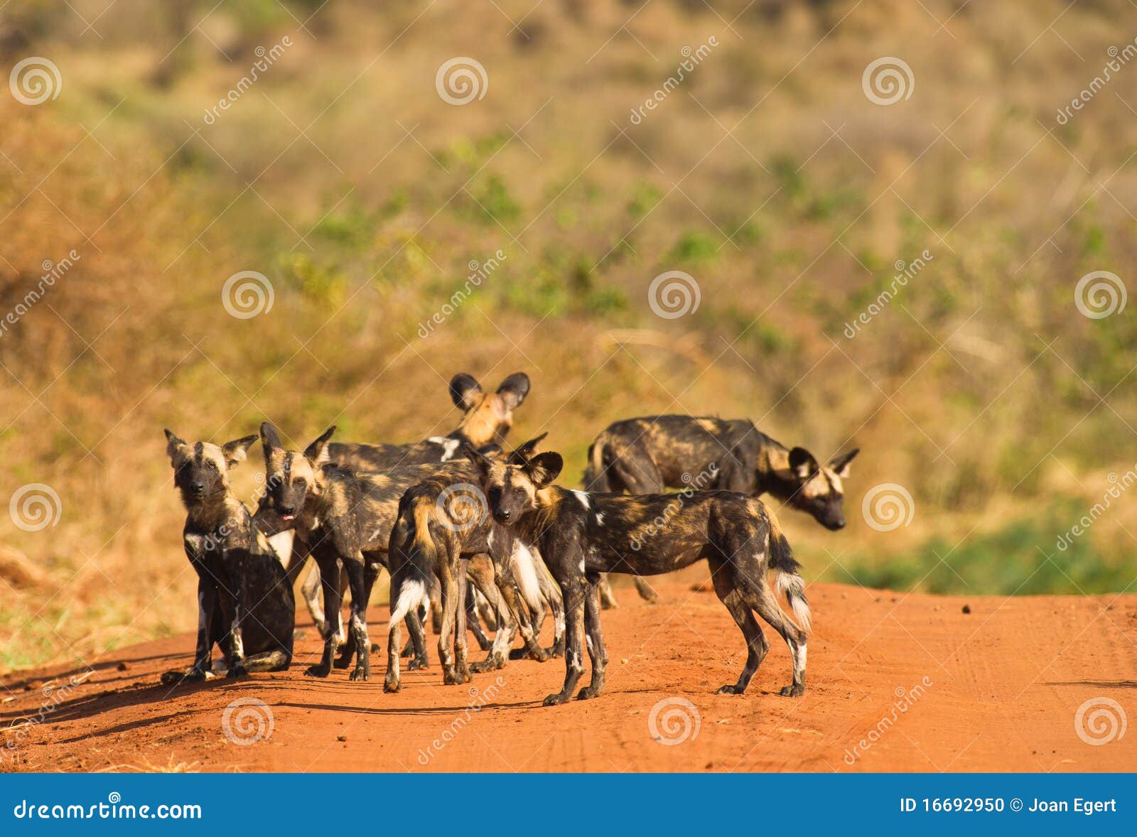 Do Wild Dogs Attack Humans