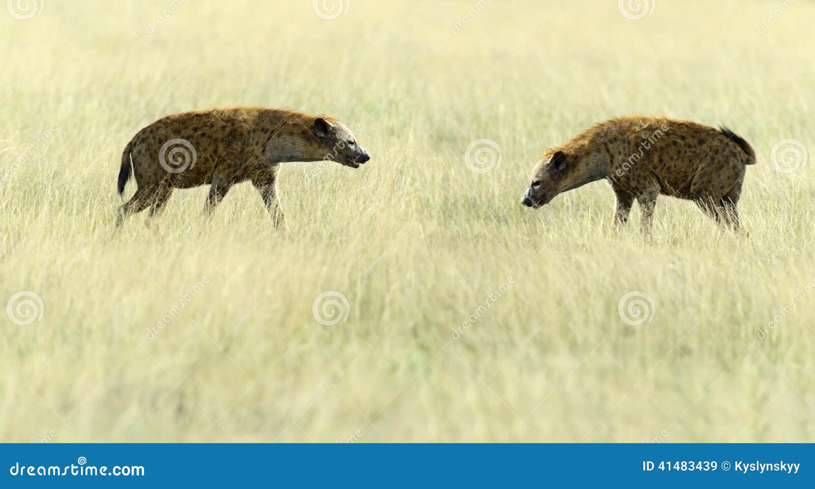 African Hyena stock image. Image of wildlife, planet Biology Diagrams