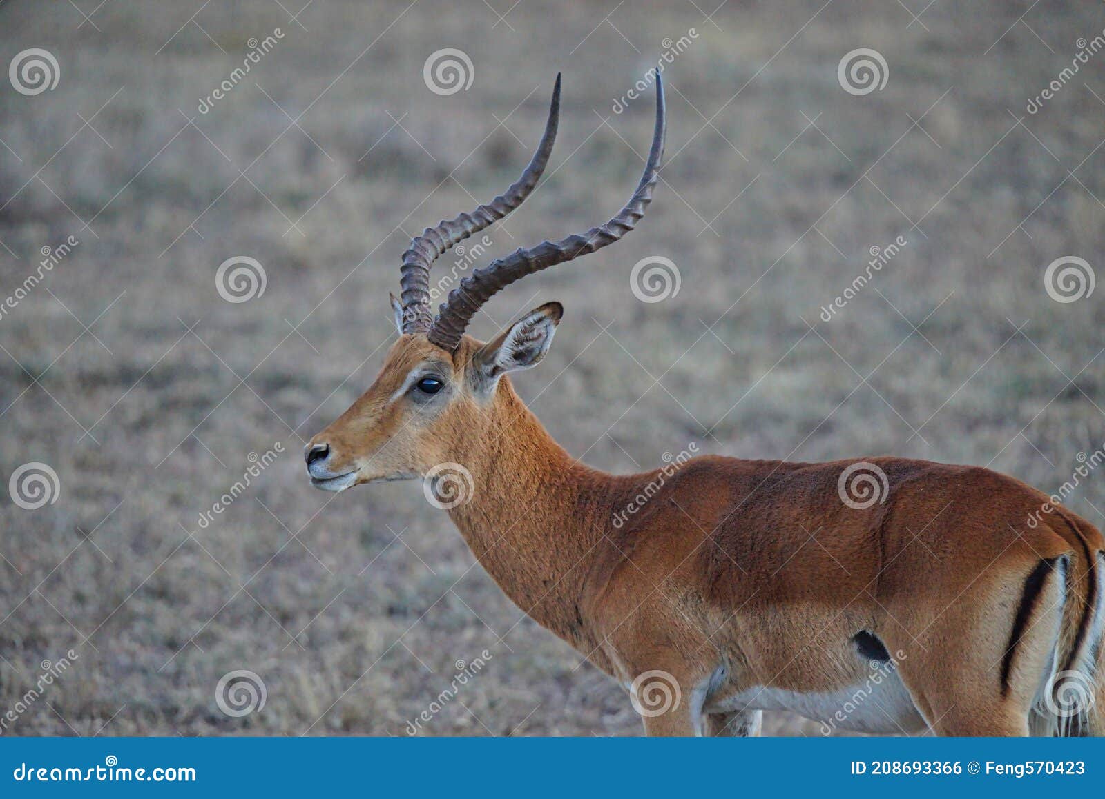The African Impala (Aepyceros Melampus) Has Curved and Spiral Horns. Brown Fur Stock Photo - Image of kenya, herbivore: 208693366 The African Impala (Aepyceros Melampus) Has Curved and Spiral Horns. Brown Fur Stock Photo - Image of kenya, herbivore: 208693366