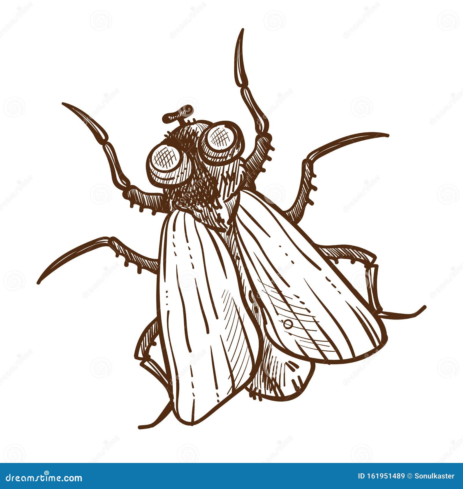 Outline beetle bug insect hires stock photography and images  Alamy