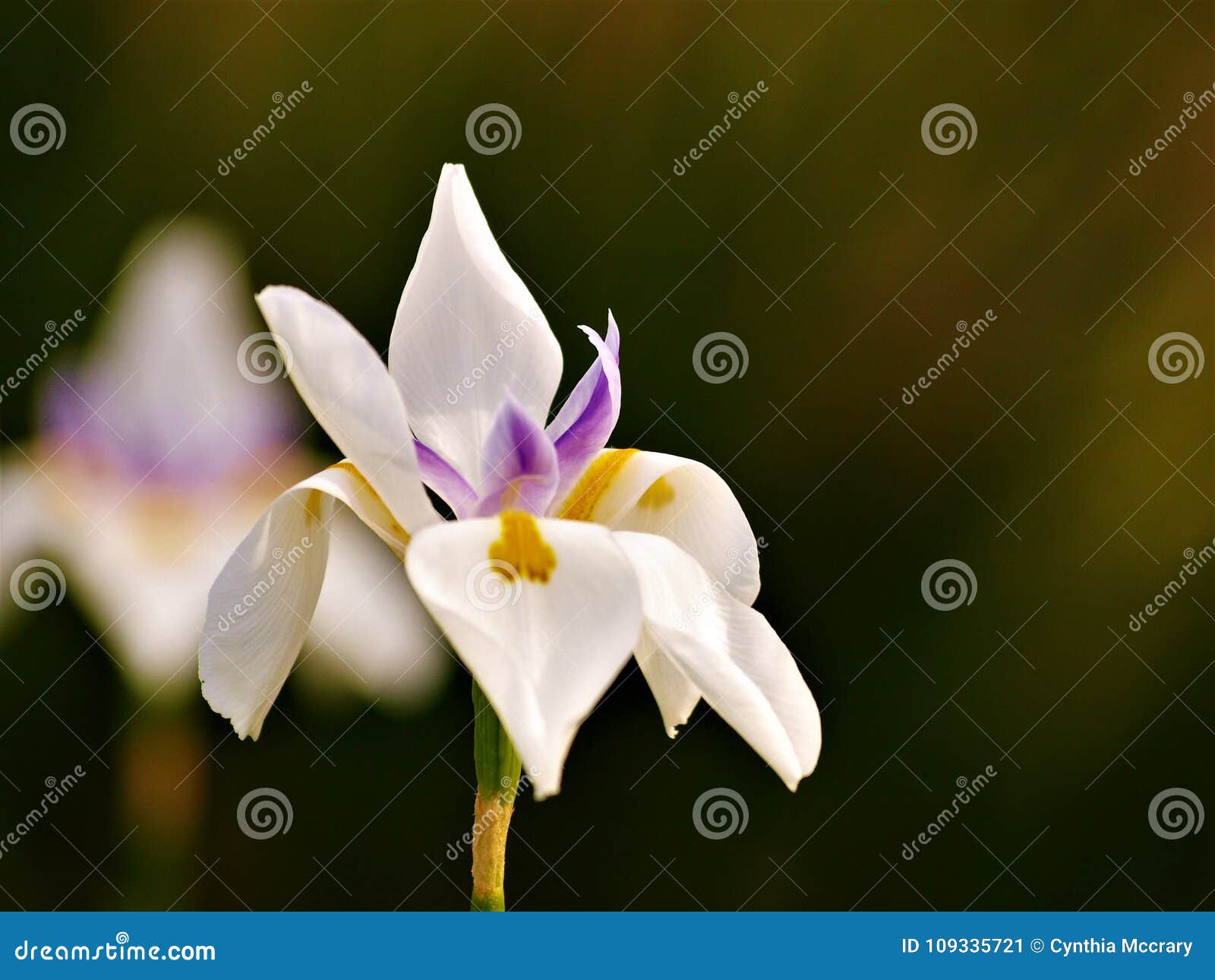African Iris Bloom Stock Image Image Of White Blooming 109335721