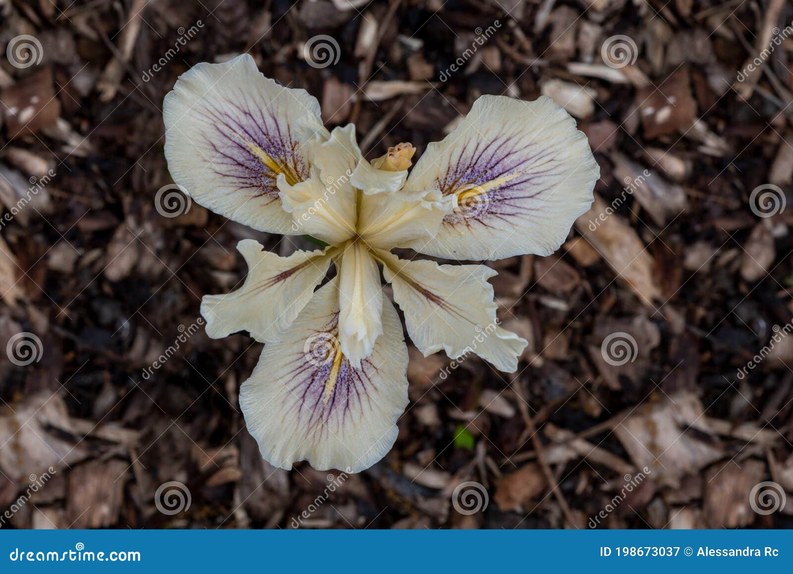 African Iris Dietes Iridioides On Black Background Top View Stock Image Image Of Bloom Flora 198673037