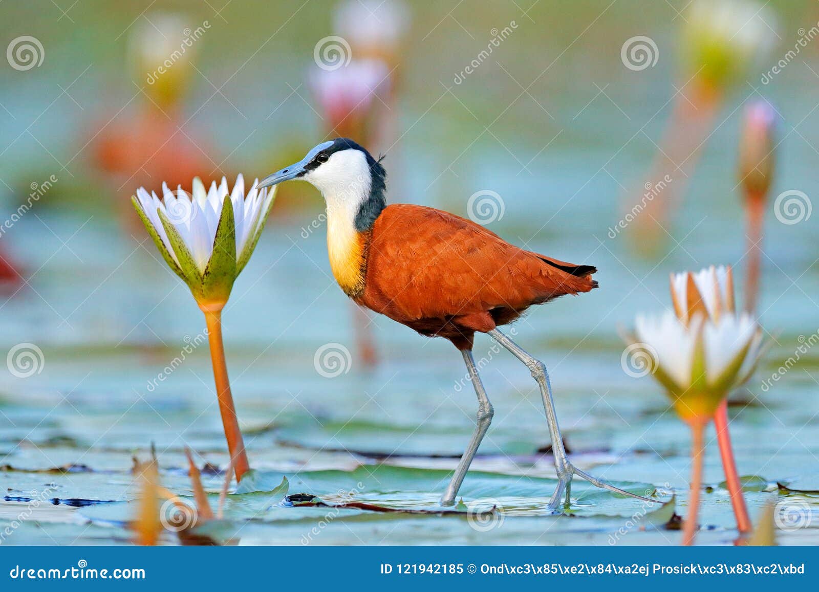 african jacana, actophilornis africana, colorful african wader with long toes next to violet water lily in shallow water of season