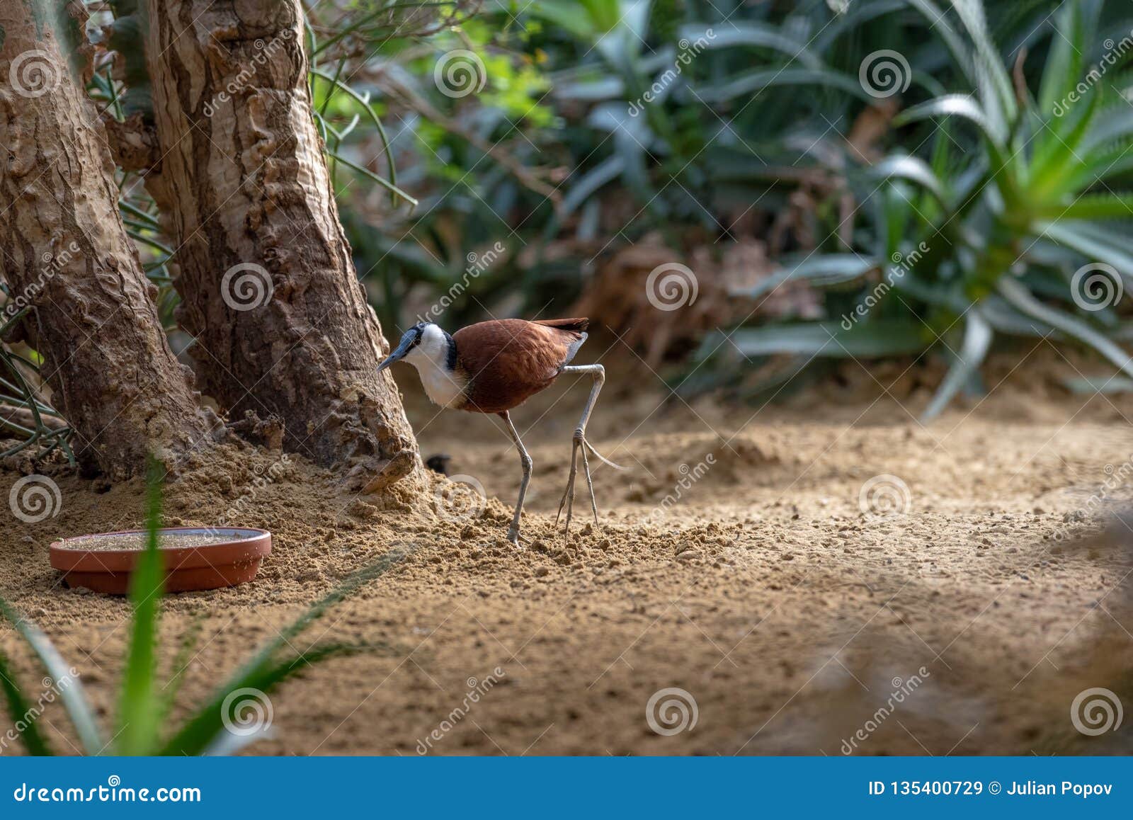 african jacana actophilornis africanus on a ground