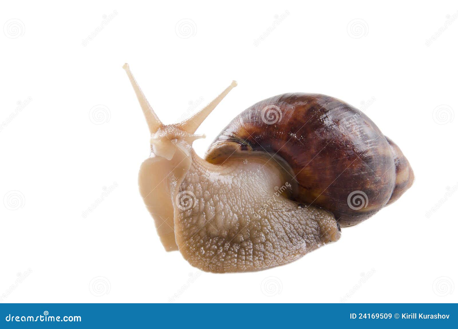 Land Snail Is One Of Snail Species That Live On Land, As Opposed To Sea Snails And Freshwater