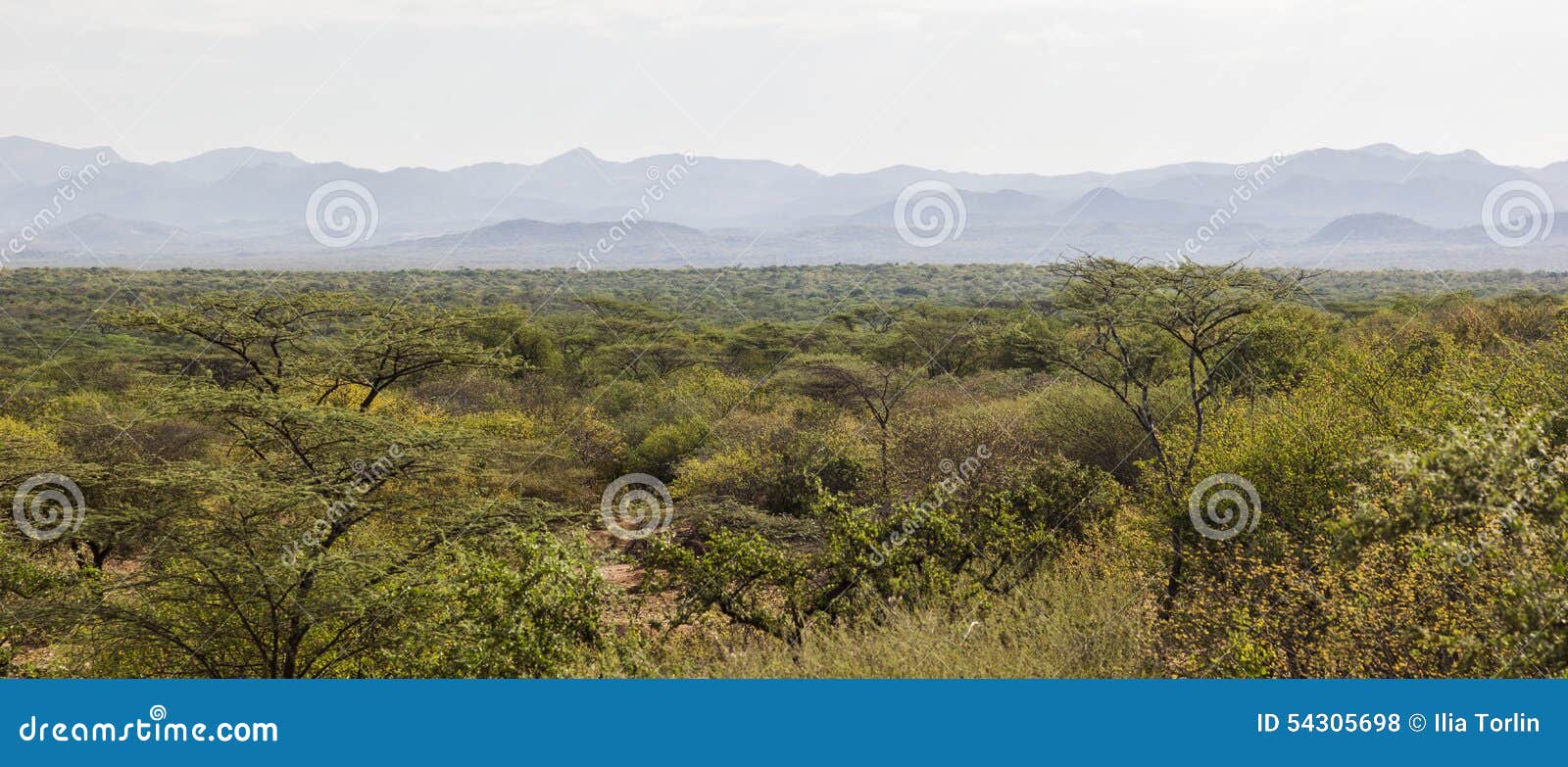 african landscape. mago national park. ethiopia.