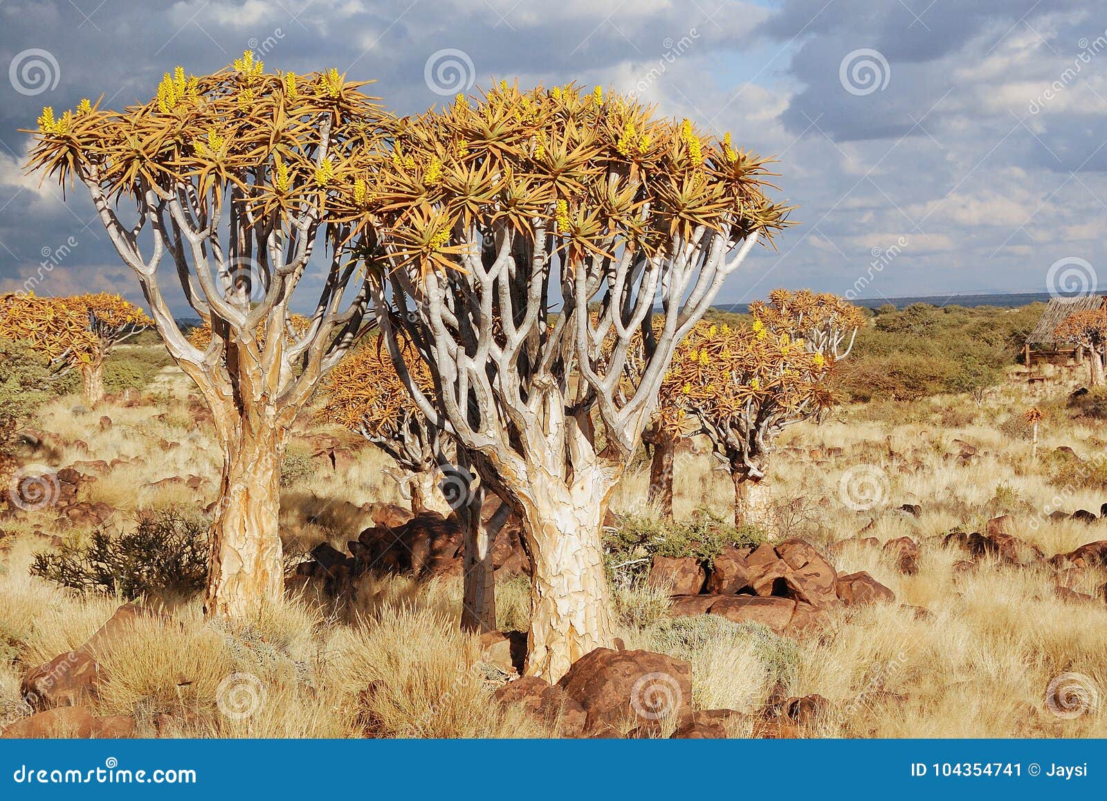 Rationel opdragelse kanal African Landscape of Quiver Tree Forest, Kokerbooms in Namibia, Nature of  Africa Stock Image - Image of desert, light: 104354741