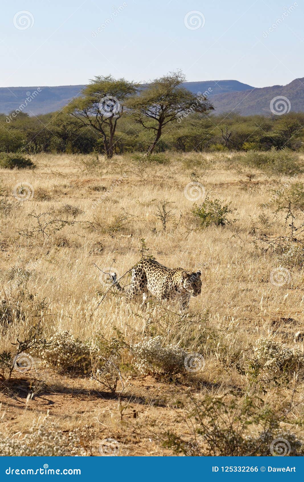 African Leopard Approaches through Dry Grass Bush-veld at Okonjima Nature Reserve, Namibia Stock - Image of brown, 125332266