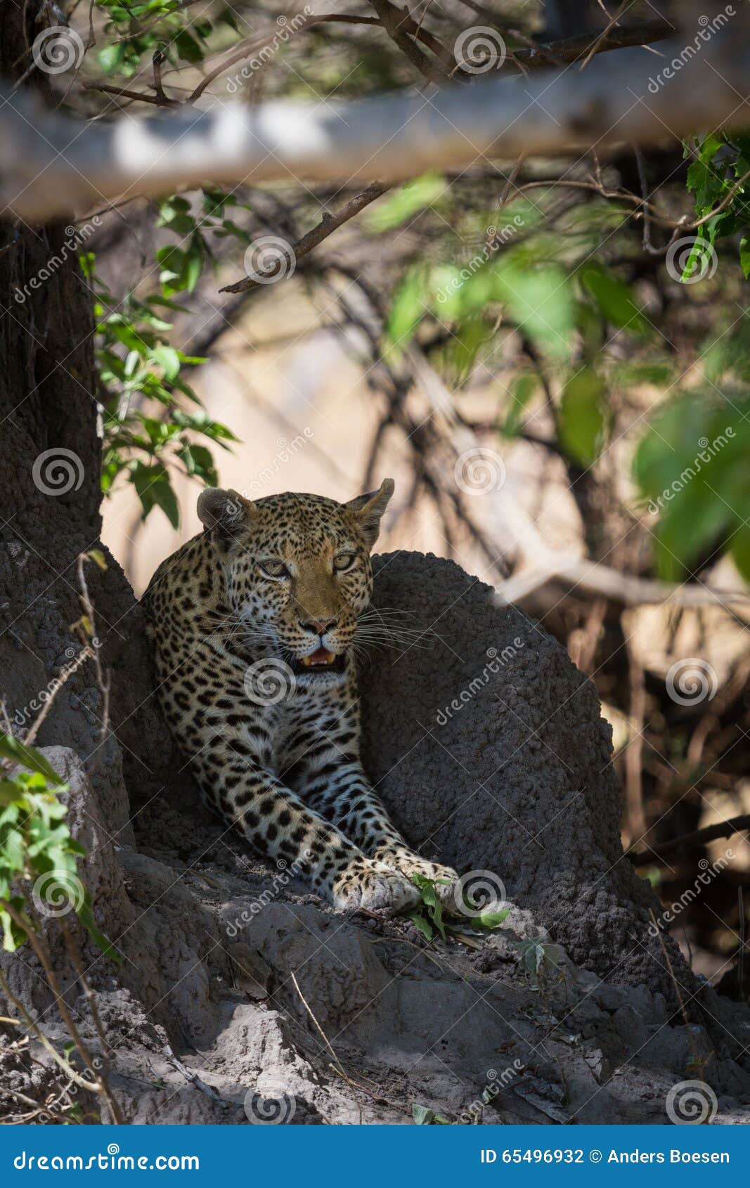 African Leopard Waiting in Shade Stock Photo - Image of african, spots