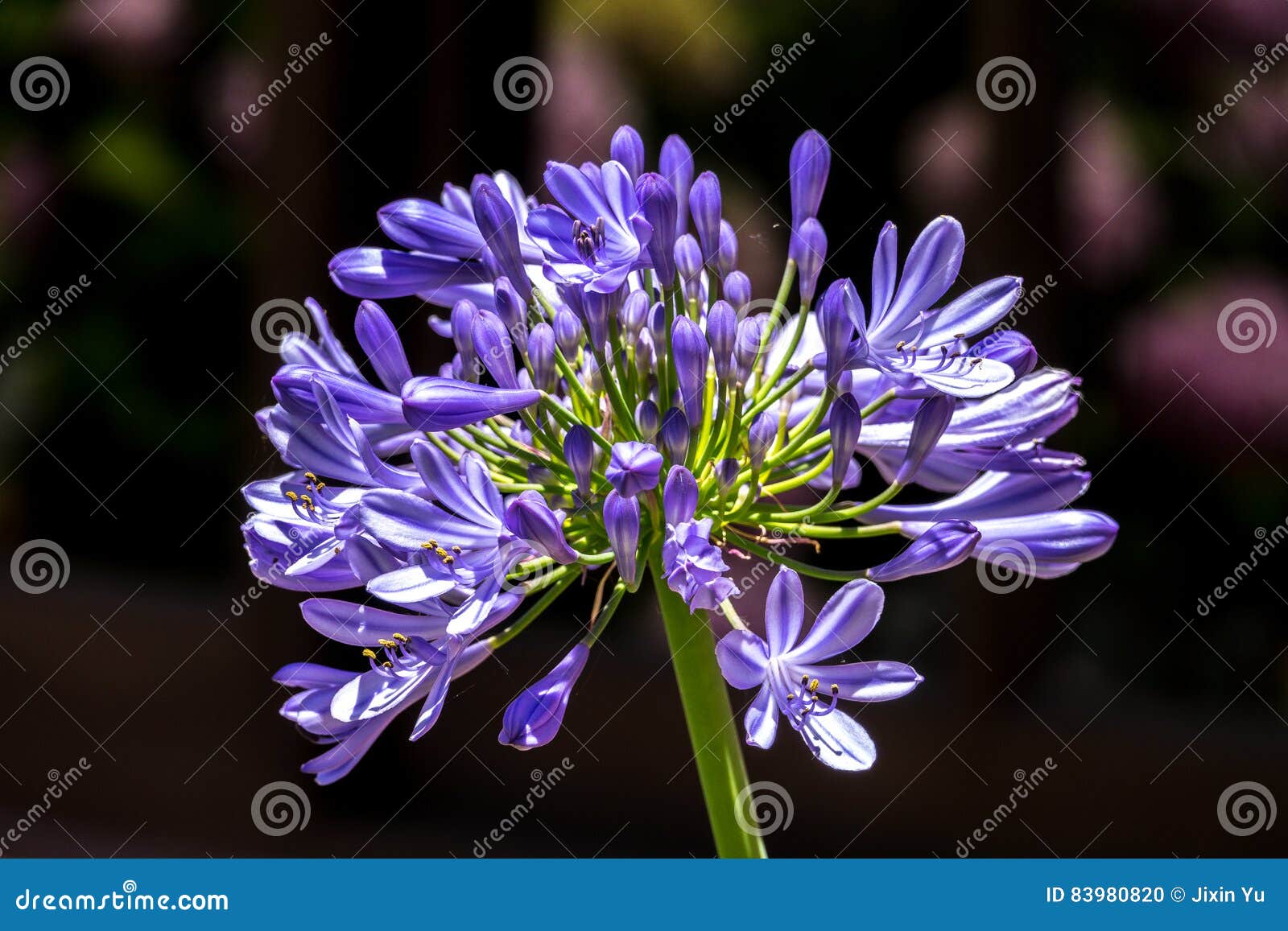 African Lily, Agapanthus Africanus, Flower of the Agapanthaceae Stock Photo  - Image of petal, texture: 83980820