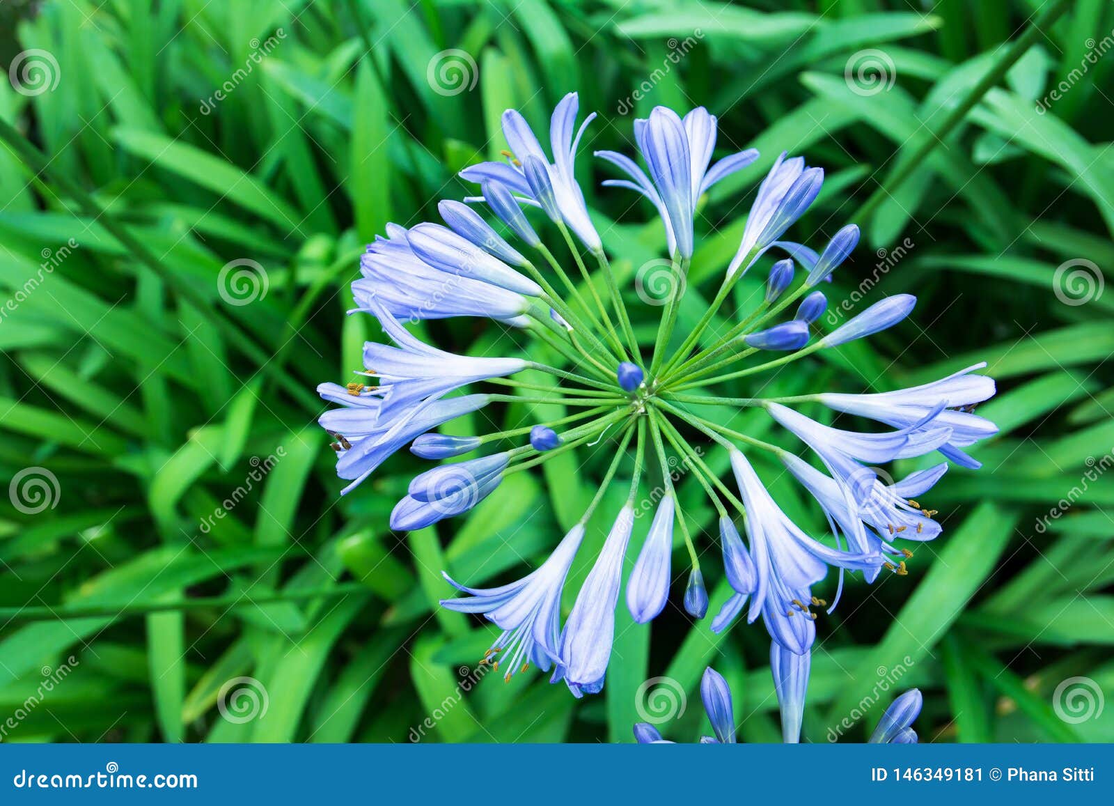 African Lily Flowers in the Park. Agapanthus Africanus. Coroas De Henrique  Stock Image - Image of green, henrique: 146349181