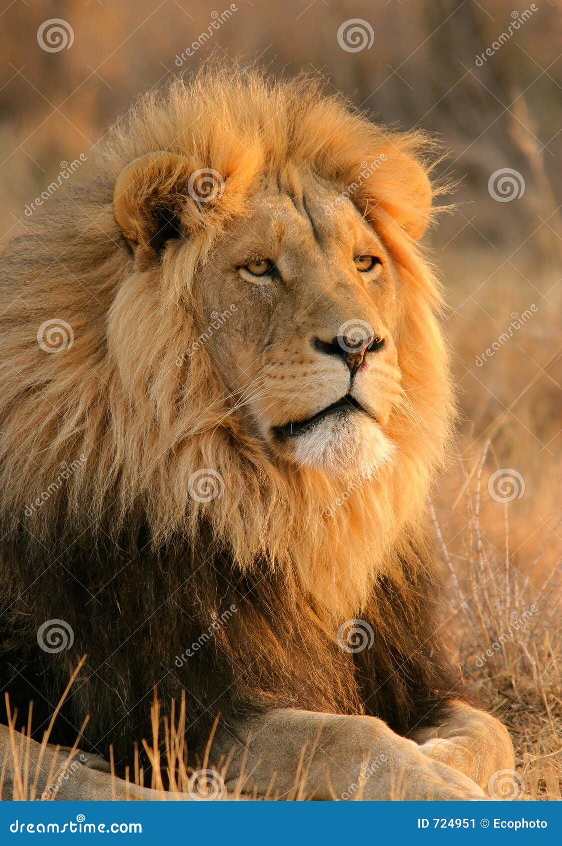 african lion